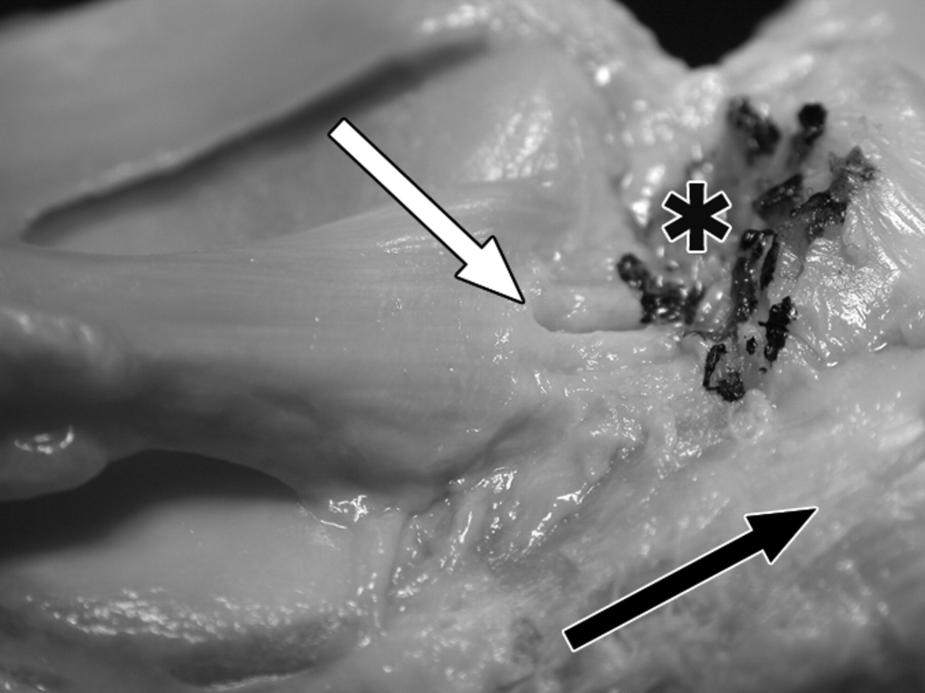 845d2c53ebac21611869406bcff6a625.jpeg 845d2c53ebac21611869406bcff6a625.jpeg